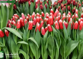 Tulipa Canasta ® (2)